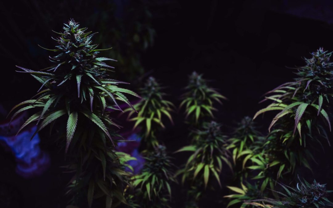 Einleitung Cannabis (Teil 1)